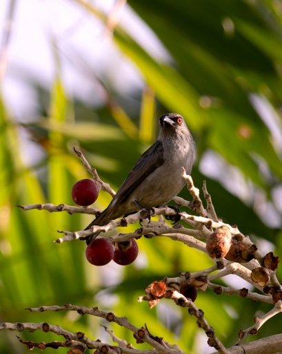 2021-09-12 / Kanaky
Kanaky [Faune sauvage]
