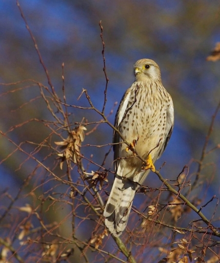 2017-02-05 / Papy57
Papy57 [Faune sauvage]
