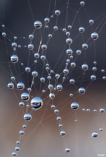 2020-11-22 / Daenelyn
Daenelyn [Macro et proxi]
