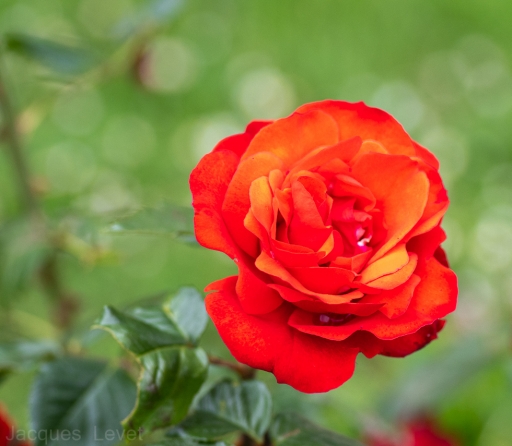 2021-05-31 / Pech Les Oies
Pech Les Oies [Flore et botanique]
