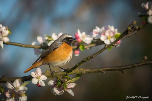 2022-08-28 / CarpoDingo
CarpoDingo [Faune sauvage]
