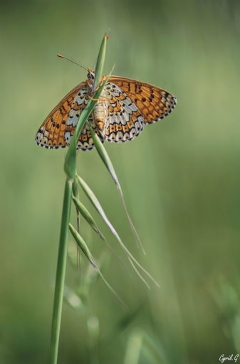 2017-05-21 / CarpoDingo
CarpoDingo [Macro et proxiphotographie]
