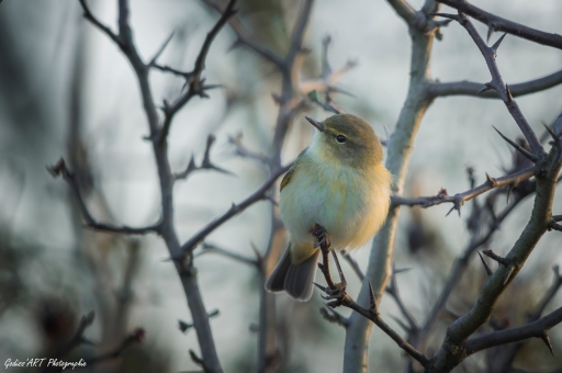 2021-12-19 / CarpoDingo
CarpoDingo [Faune sauvage]

