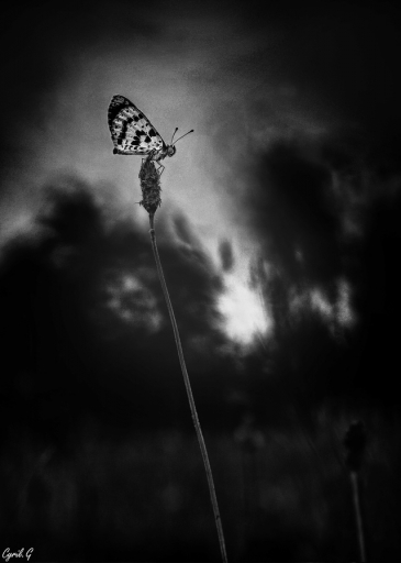 2017-09-14 / CarpoDingo
CarpoDingo [Macro et proxi]
