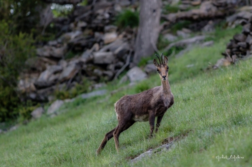 2018-05-13 / Degun13113
Degun13113 [Faune Sauvage]
