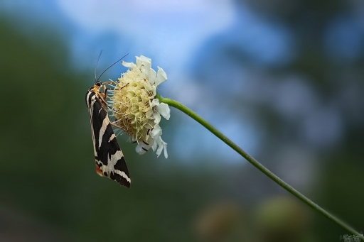 2022-11-27 / OursDePyrene
OursDePyrene [Macro et proxi]
