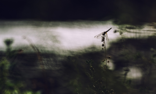 2019-09-08 / Olilignan
Olilignan [Macro et proxi]
