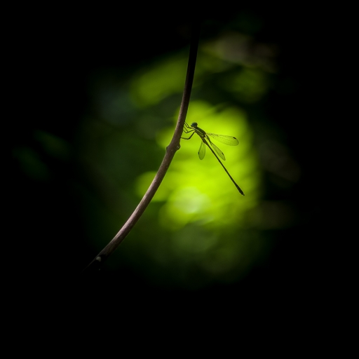 2019-08-24 / Olilignan
Olilignan [Macro et proxi]
