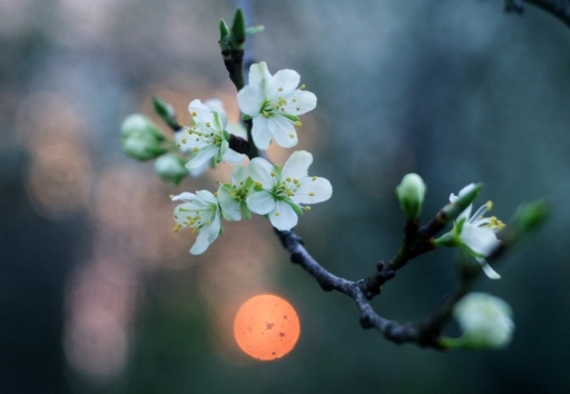 2019-04-13 / Papy57
Papy57 [Macro et proxi]
