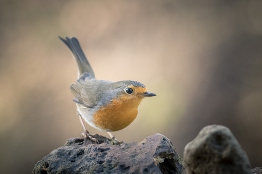 2018-03-04 / Galuchar
Galuchar [Faune sauvage]
