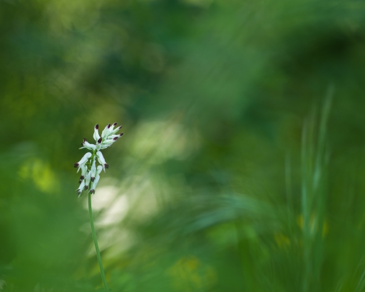 2019-04-29 / Olilignan
Olilignan [Flore et botanique]
