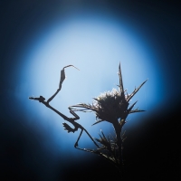 Nom du fichier=20112806405125565617147645.jpg
Taille du fichier=93Ko
Dimensions : 900x900
Ajouté le : 28 Novembre 2020 20112806405125565617147645.jpg