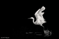 Nom du fichier=50498052058_eb72b68534_o.jpg
Taille du fichier=128Ko
Dimensions : 1200x798
Ajouté le : 17 Octobre 2020 50498052058_eb72b68534_o.jpg