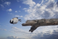 Nom du fichier=kp_30912.jpg
Taille du fichier=198Ko
Dimensions : 1024x681
Ajouté le : 16 Avril 2022 kp_30912.jpg