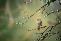 Nom du fichier=rougequeue-a-front-blanc-0013.jpg
Taille du fichier=144Ko
Dimensions : 1024x681
Ajouté le : 23 Février 2019 rougequeue-a-front-blanc-0013.jpg
