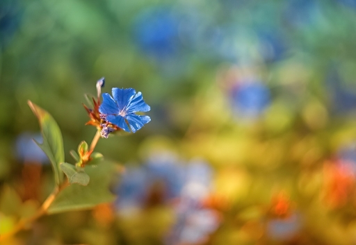 2014-10-30 / olilignan
olilignan / [ Fleurs ]
