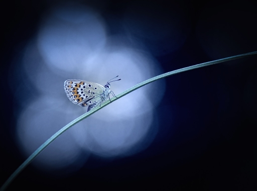 2015-07-13 / olilignan
olilignan  "Macro et proxy 2015 part 4 au Tamron 90mm"
