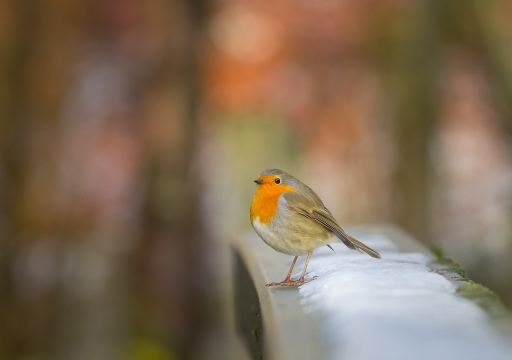 2016-01-17 / Electro35
Electro35 / [Faune sauvage] 
