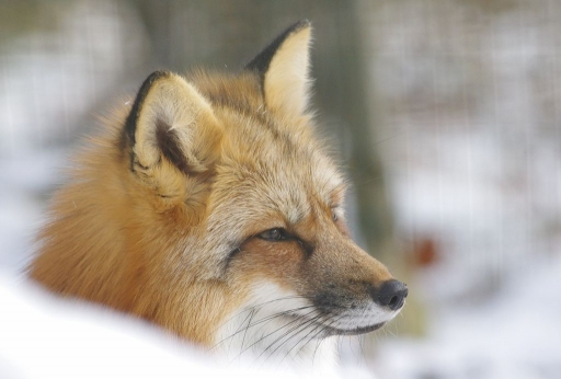 2016-02-06 / papy57
papy57 / parc animalier de sainte croix 3eme serie
