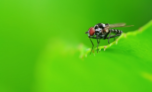 2015-08-02 / dedales
dedales / [ Macro et proxi-photo ]
