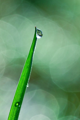 2016-03-10 / FreD69
FreD69 - [Macro et proxiphotographie nature]
