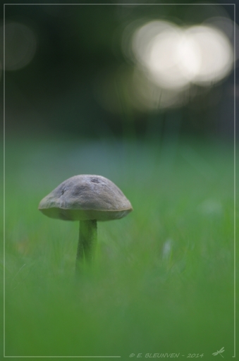 2014-10-20 / torr penn
torr penn / [ Arbres / Forets / Vegetation]
