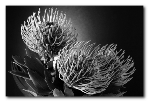 2015-03-16 / Edamuas
Edamuas / [ Noir et Blanc, Sepia et desaturation partielle ]
