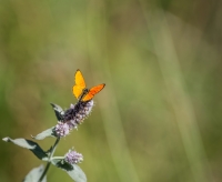 Nom du fichier=15081410591613410713507590.jpg
Taille du fichier=338Ko
Dimensions : 1024x841
Ajouté le : 14 Août 2015 15081410591613410713507590.jpg