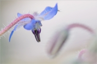 Nom du fichier=497179Bourrache2.jpg
Taille du fichier=302Ko
Dimensions : 1024x681
Ajouté le : 05 Septembre 2015 497179Bourrache2.jpg