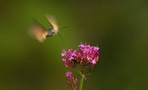 2016-08-02/dedales
dedales-Macro et proxiphotographie nature
