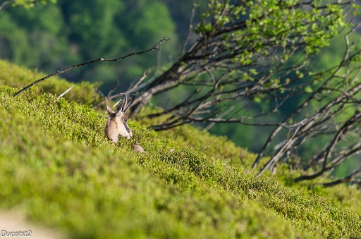 2015-05-14/ducatst2
ducatst2 [ Faune sauvage ]
