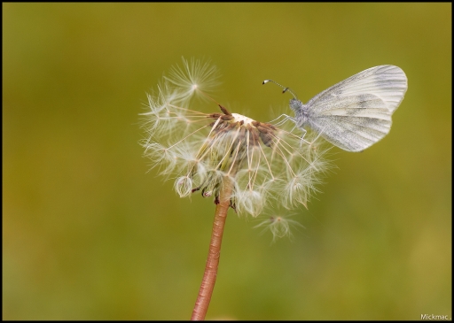 2015-05-07/Mickmac
Mickmac-Macro et proxi

