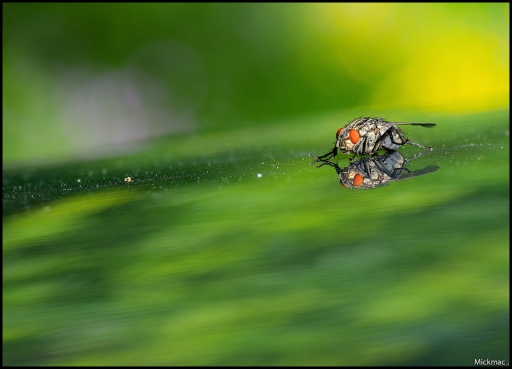 2015-05-23/Mickmac
Mickmac [ Macro et proxi-photo ]
