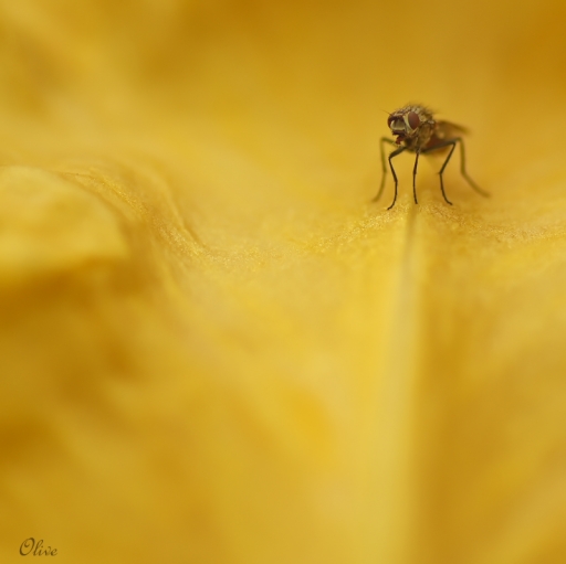 2015-05-26/olive
olive76  [ Macro et proxi-photo ]
