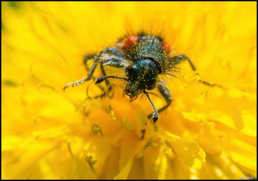 2015-06-04 / Mickmac
Mickmac [Macro et proxy]
