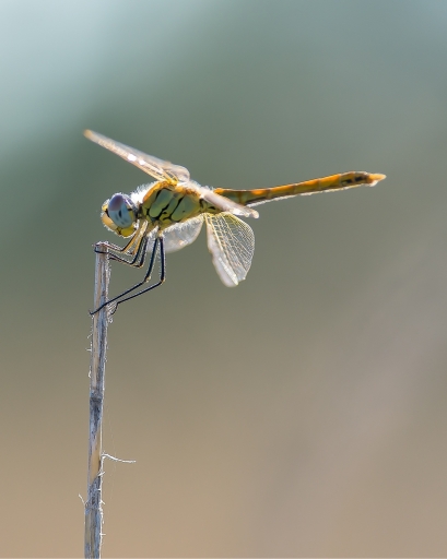 2015-07-22/christiandre
christiandre-Macro et proxi-photo
