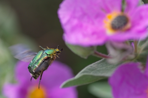 2015-10-23/Netgabe
Netgabe-Macro-et proxiphotographie nature.
