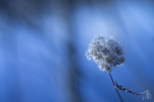 2015-11-29/Sijam
Sijam  [ Flore et Botanique ]
