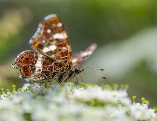 2015-12-01/Mickmac
Mickmac   [Macro et proxiphotographie nature]
