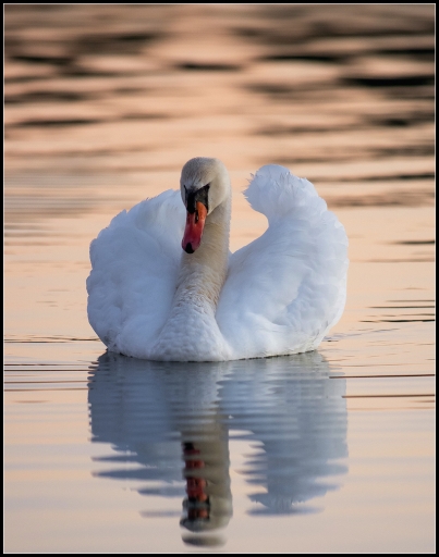 2015-12-06/Mickmac
Mickmac  [ Faune sauvage ]
