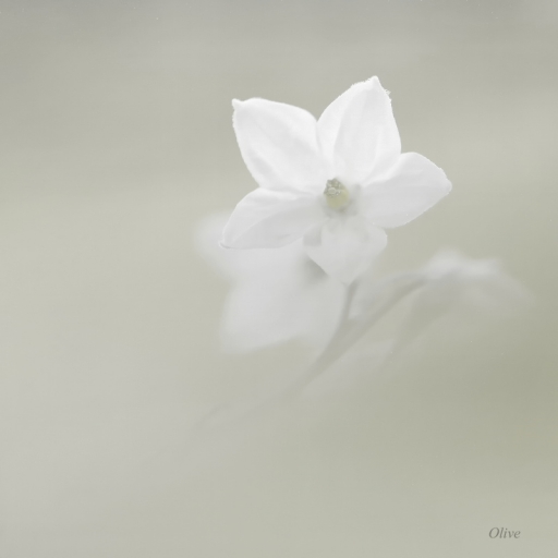 2016-03-28/Olive
Olive-Flore et botanique
