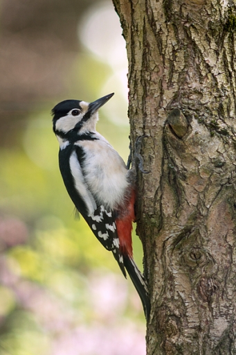 2016-04-17/J-C
J-C-Faune sauvage
