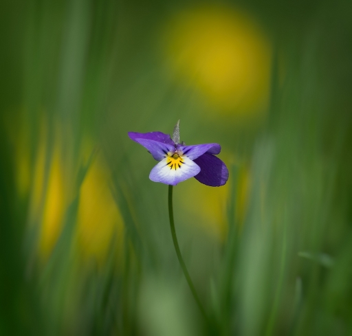 2016-06-05/SPentaxQR
SPentaxQR-Flore et Botanique
