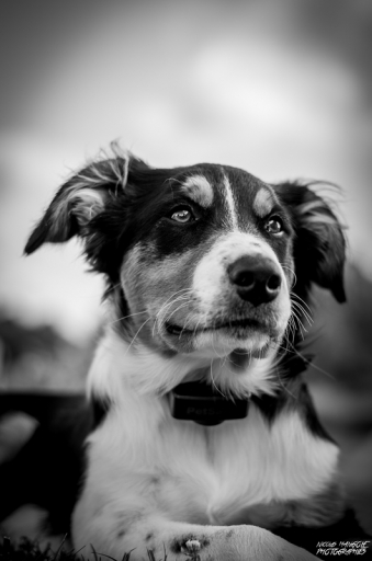 2016-O6-05/nicolas03
nicolas03-Animeaux domestiques ou captifs
