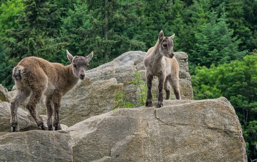 2016-07-28/neosilencers
neosilencers-Animaux domestiques ou captifs.
