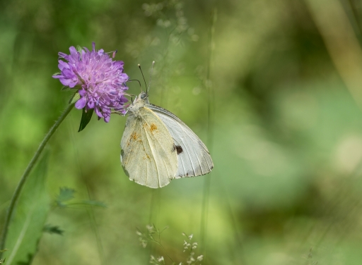 2016-08-15 / SPentaxQR
SPentaxQR [ Macro et proxiphotographie nature ]
