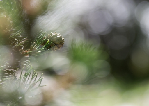 2016-09-18/SPentaxQR
SPentaxQR-Flore et Botanique
