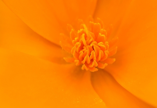 2016-11-02/neosilencers
neosilencers-Macro et proxiphotographie nature
