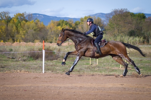 2016-11-20/Ludovic
Ludovic-Vos series "CCI***LE POUGET"
