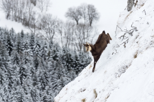 2017-03-10/ASM
ASM-Faune sauvage
